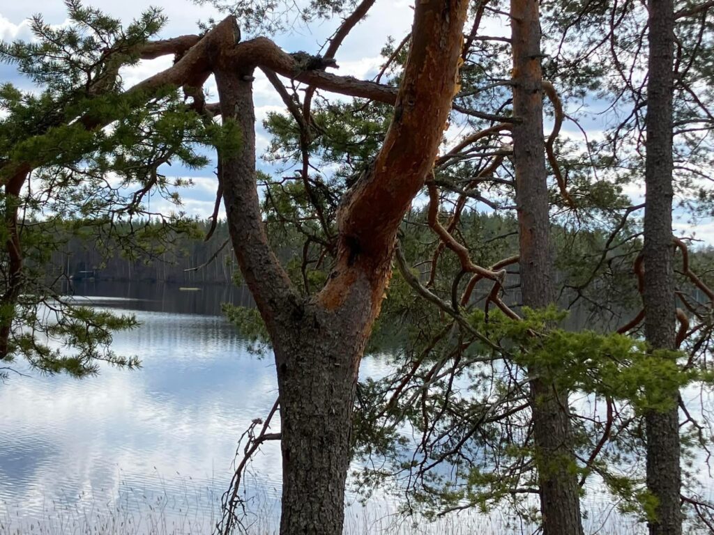 Mänty ja järvi