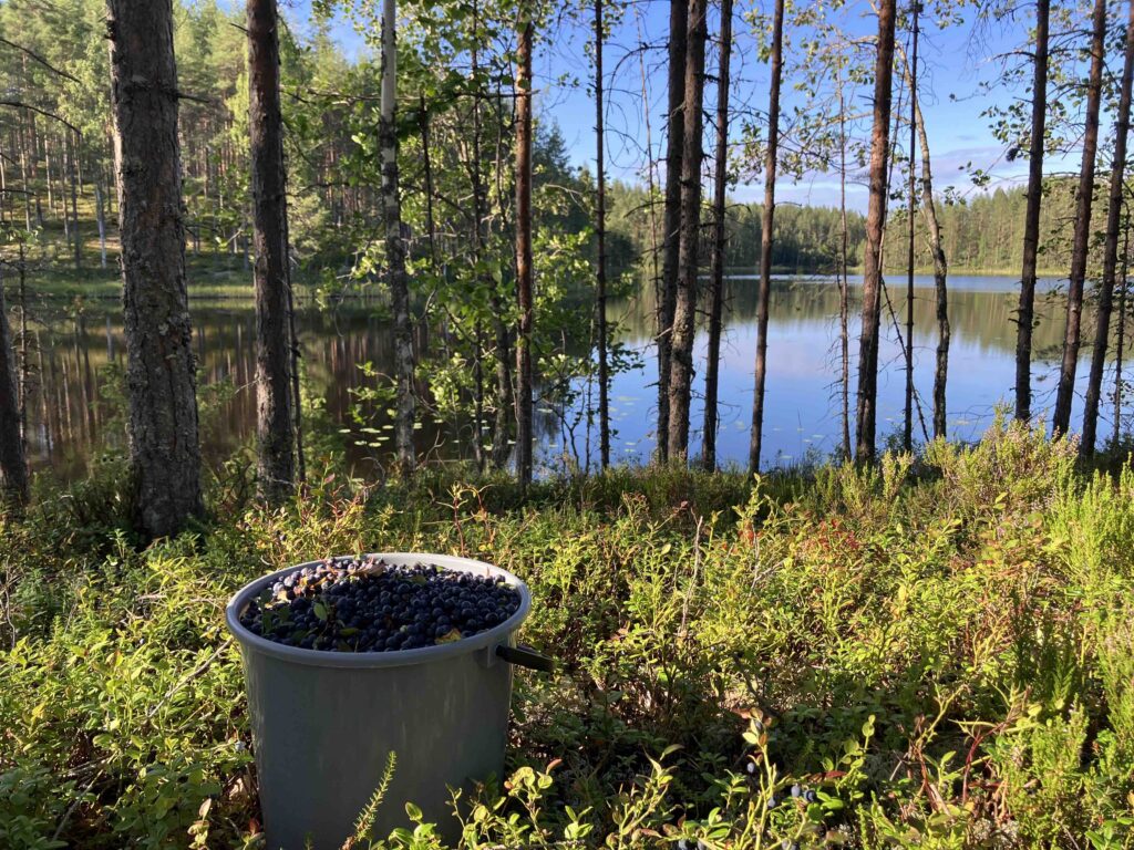 mustikkasankko metsässä taustalla järvi ja taivasta
