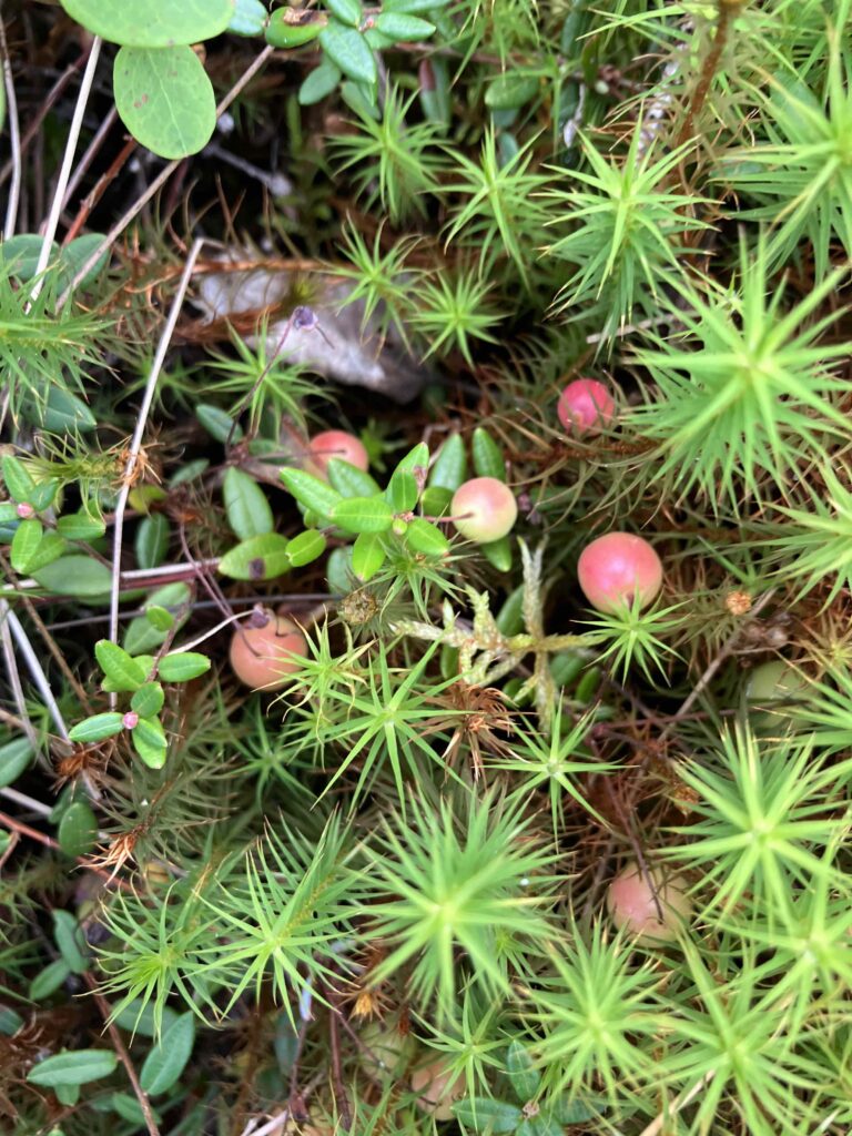 karpaloita ja sammalta