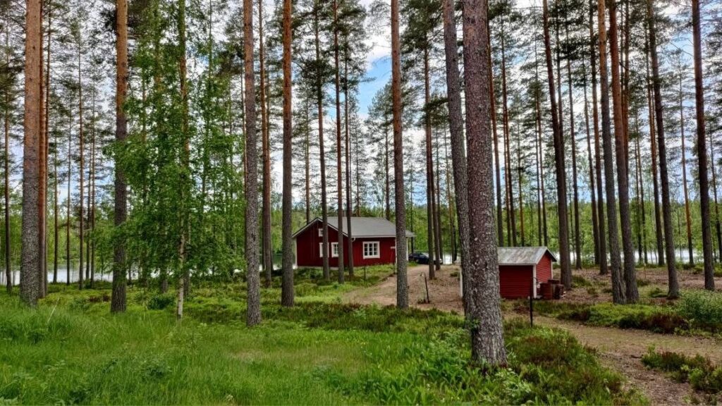 metsä ranta mökki