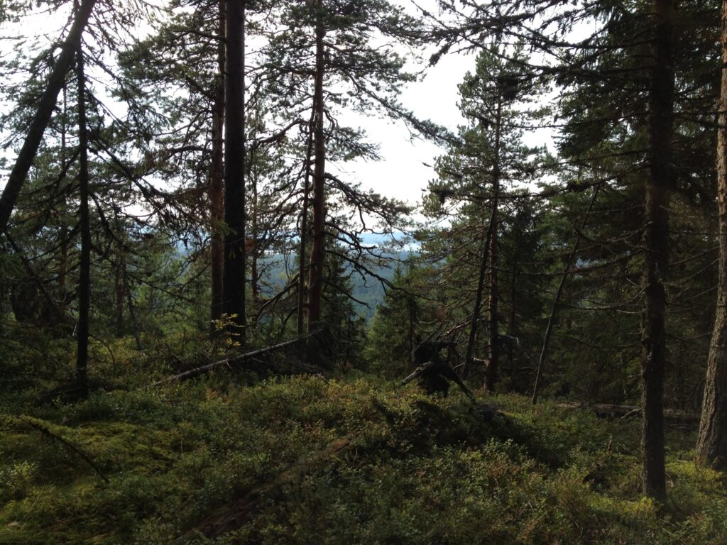 Pisan luonnonsuojelualueen metsää